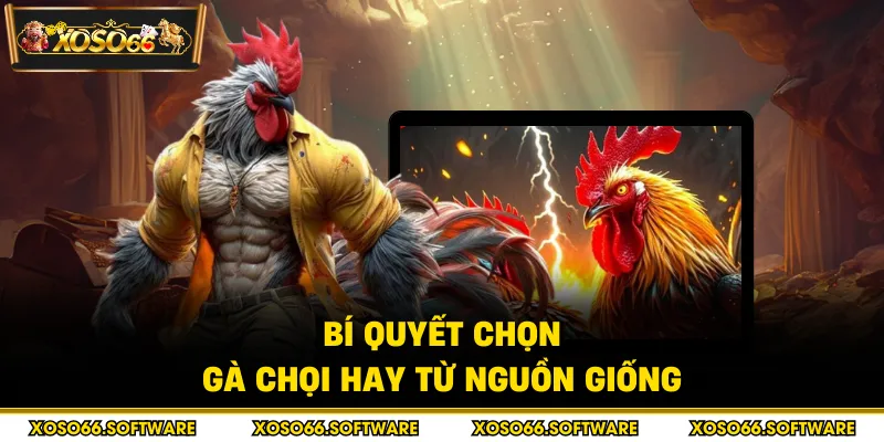 Bí quyết chọn gà chọi hay từ nguồn giống