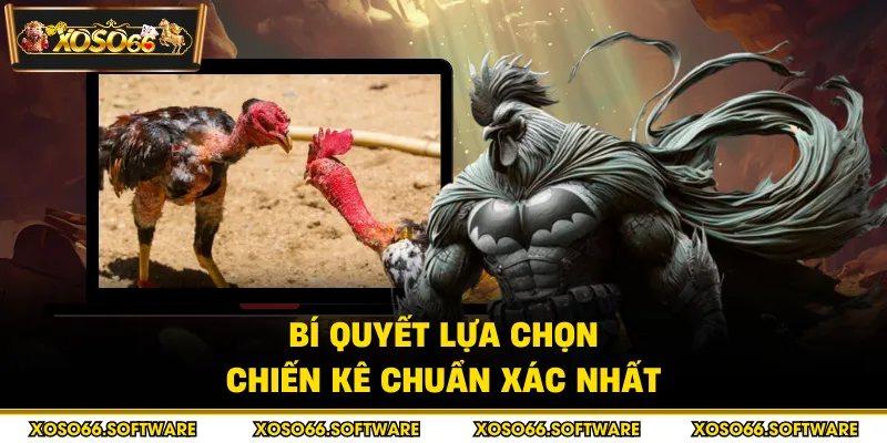 Bí quyết lựa chọn chiến kê chuẩn xác nhất