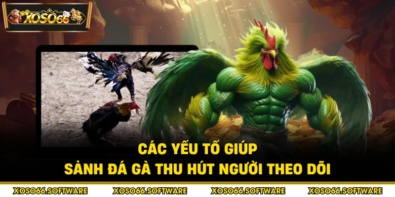 Các yếu tố giúp sảnh đá gà thu hút người theo dõi