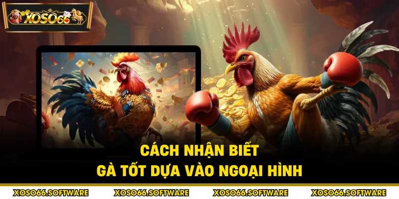 Cách nhận biết gà tốt dựa vào ngoại hình