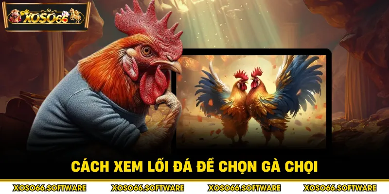 Cách xem lối đá để chọn gà chọi