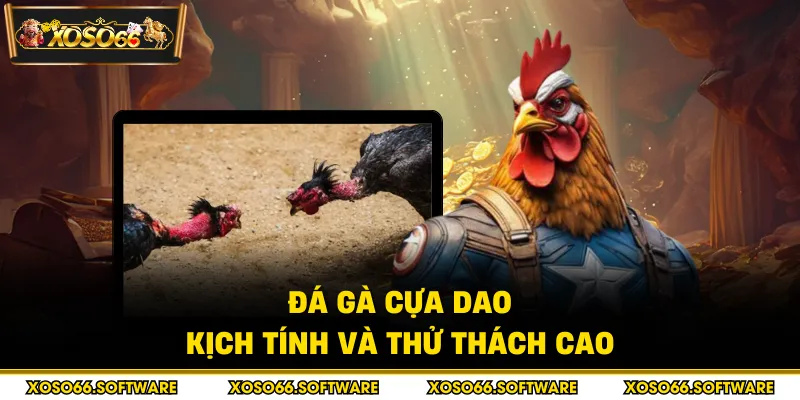 Đá gà cựa dao kịch tính và thử thách cao