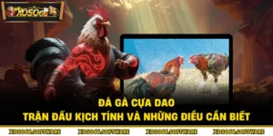 Đá gà cựa dao