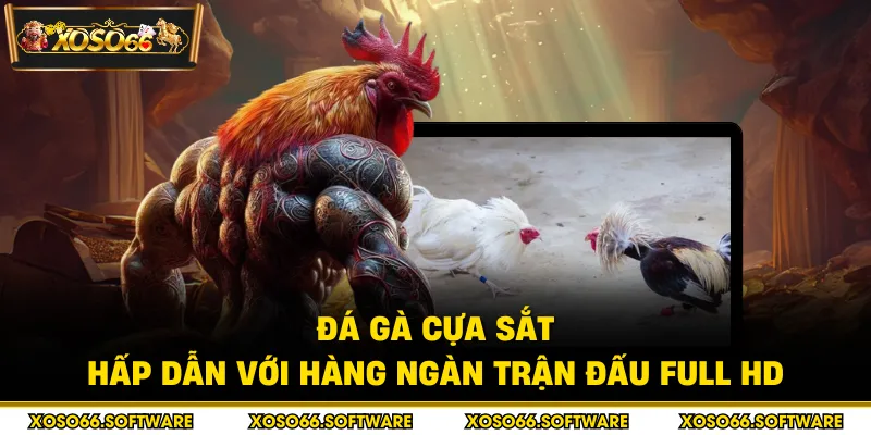 Đá gà cựa sắt
