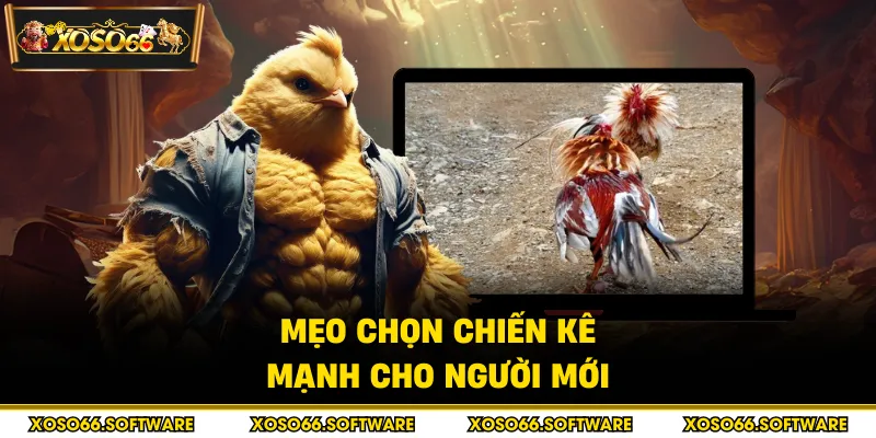 Mẹo chọn chiến kê mạnh cho người mới