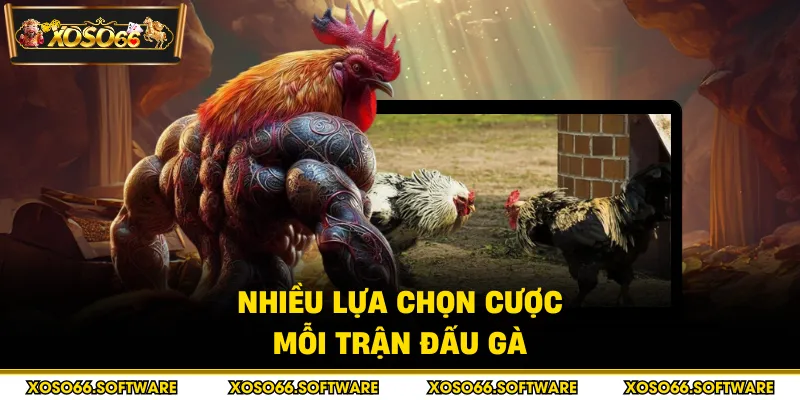 Nhiều lựa chọn cược mỗi trận đấu gà