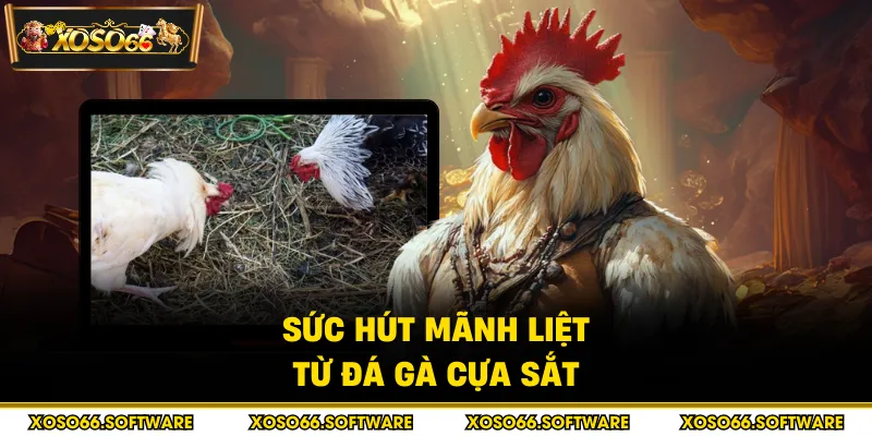Sức hút mãnh liệt từ đá gà cựa sắt